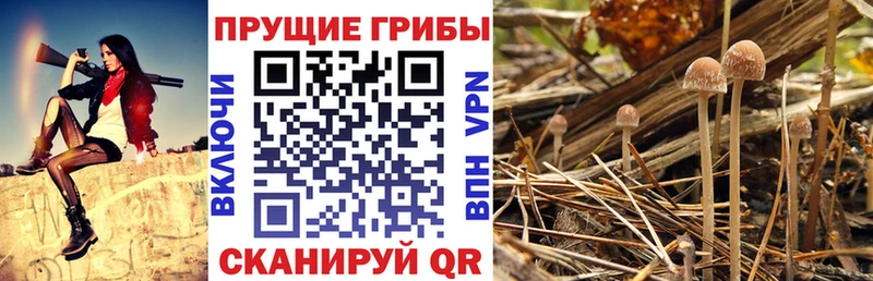 Галлюциногенные грибы GOLDEN TEACHER  наркота  Серпухов 